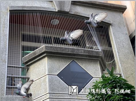 鳥死在陽台|鳥屍陽台：應對策略